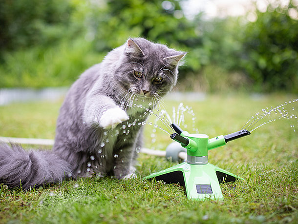 mera Katze auf Wiese im Sommer mera Katze auf Wiese im Sommer