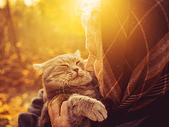 Informationen über das Katzenalter im MERA Katzenratgeber