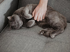 Katze liegt gekrümmt auf dem Sofa mera petfood - katzenratgeber durchfall