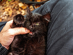 mera Sünden in der Katzenhaltung