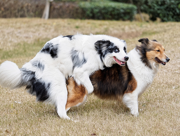 mera petfood Hunderatgeber - Hund rammelt