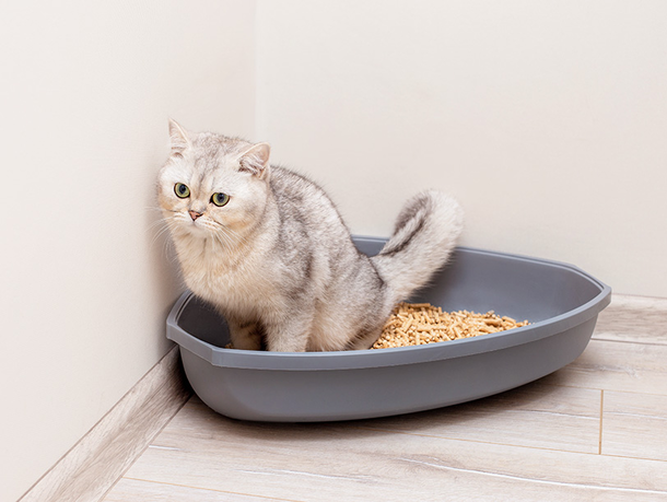 mera petfood - Katzenratgeber Struvitsteine