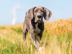 Hunderasse Deutsche Dogge