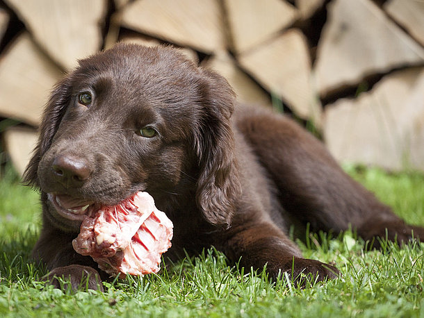 Barf - MERA Ratgeber