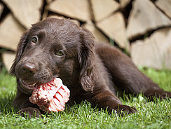 Barf - MERA Ratgeber