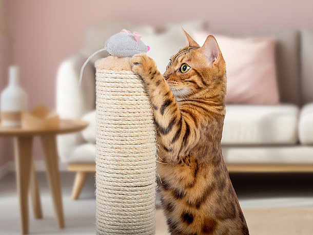 mera Katzenratgeber - Katze beschäftigen mera Katzenratgeber - Katze beschäftigen