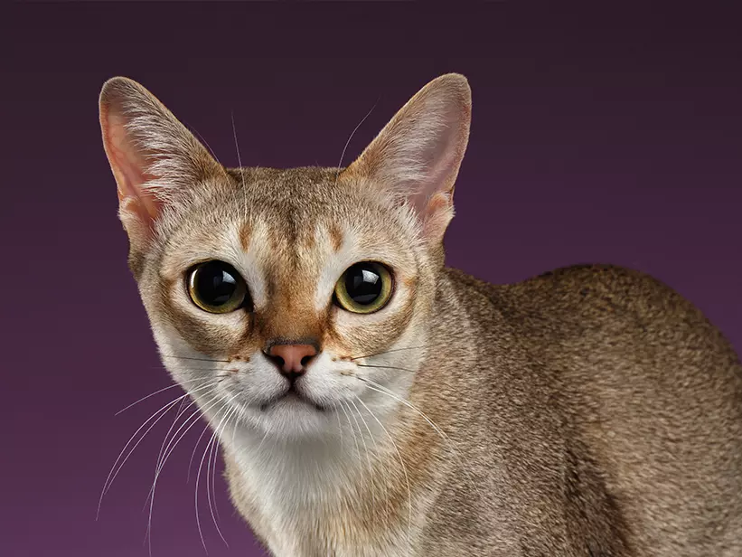 mera Katzenrassen Singapura mera Katzenrassen Singapura