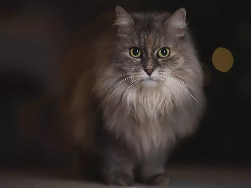 mera Katzenrassen Deutsch Langhaar Katze mera Katzenrassen Deutsch Langhaar Katze