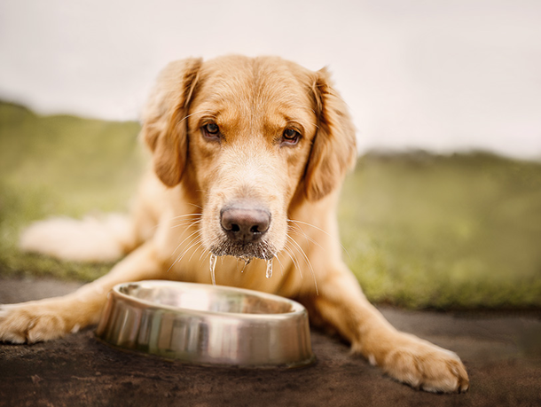 mera petfood hunderatgeber - hund trinkt viel mera petfood hunderatgeber - hund trinkt viel