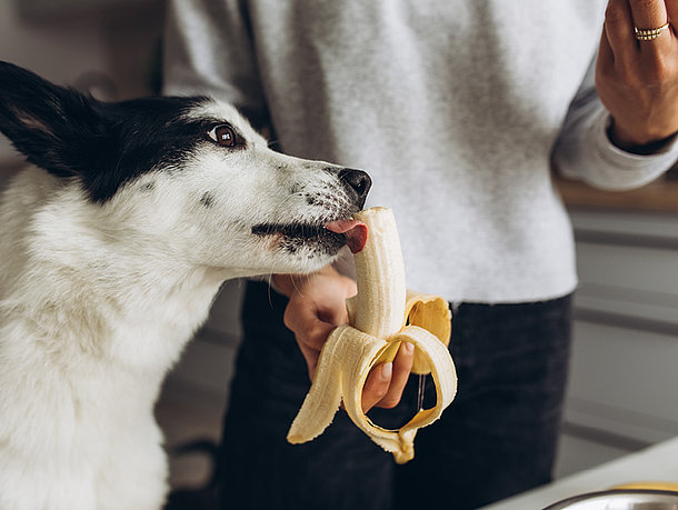 Hund beißt in eine Banane Hund beißt in eine Banane