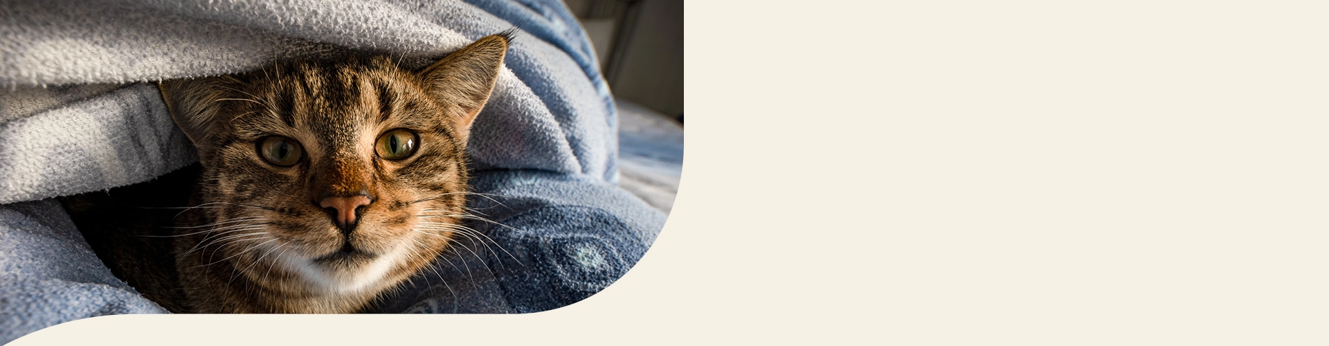 Europäisch Kurzhaar Info Banner