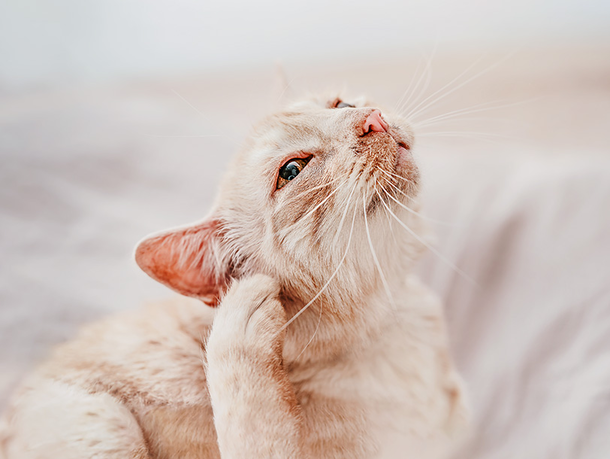 Katze kratzt sich am Gesicht