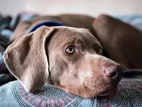 mera Hunderasse Weimaraner