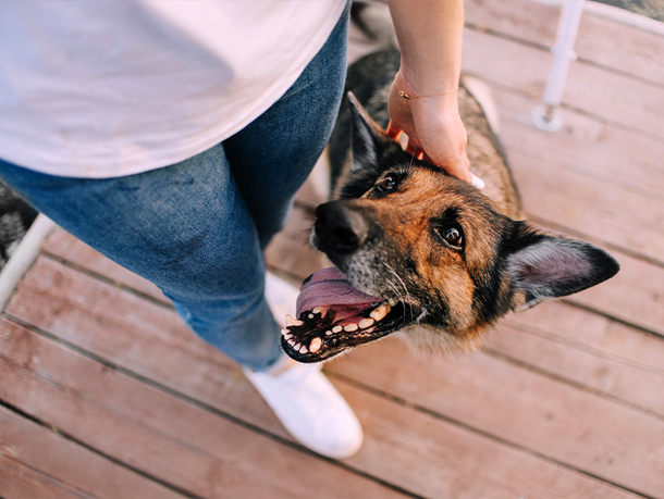 mera Ratgeber- glücklicher Hund