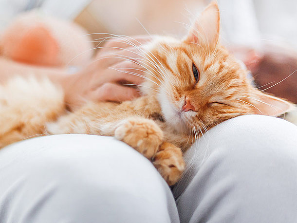 Katze schläft auf Menschen Beine