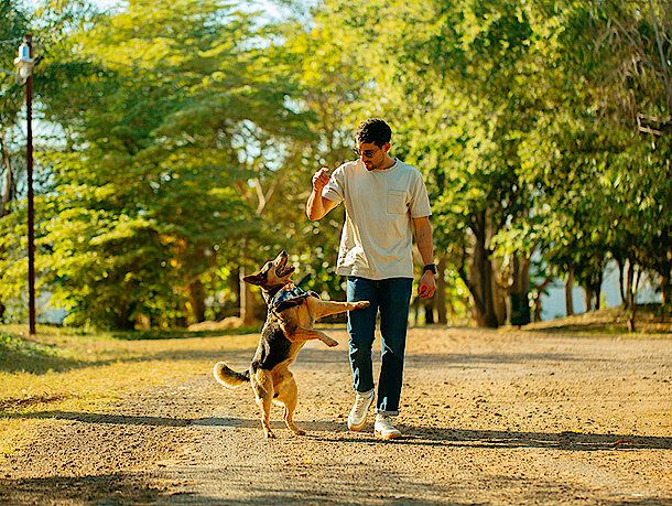 Hund springt bei Spaziergang hoch Hund springt bei Spaziergang hoch