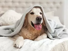 Hunderasse Golden Retriever