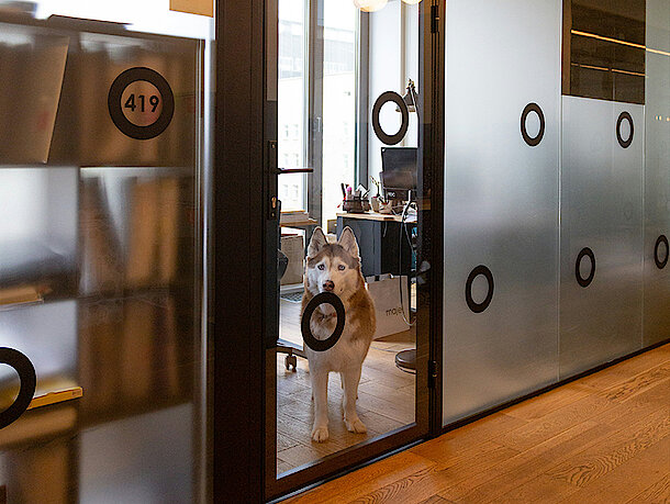 Hund steht hinter verschlossener Bürotür aus Glas Hund steht hinter verschlossener Bürotür aus Glas