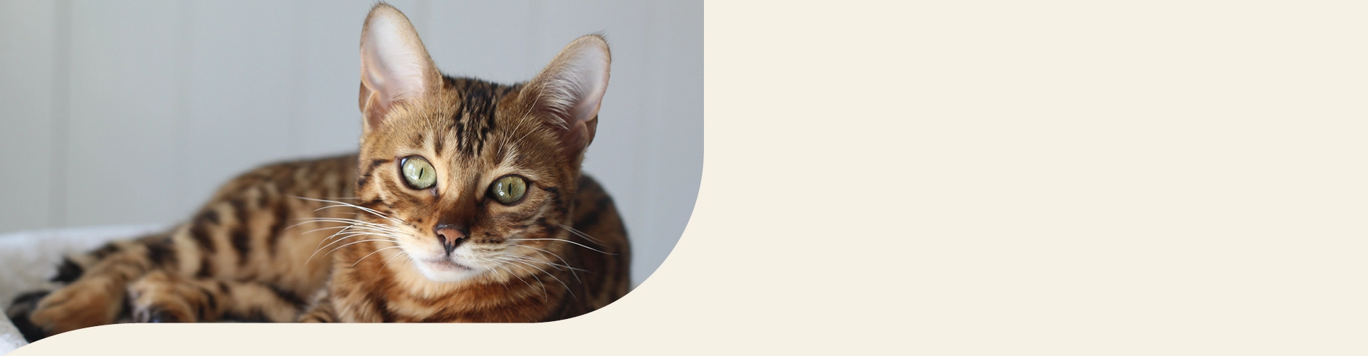 Savannah Katze Info Banner