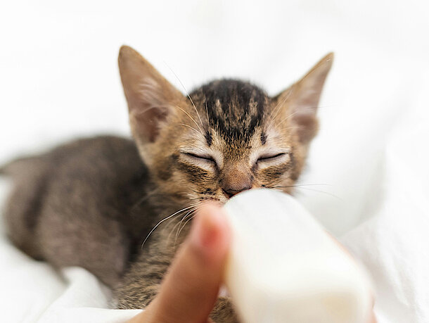 Kitten trinkt Milch aus einer Flasche
