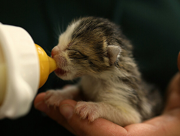 Kitten sitzt auf einer Hand und trinkt Milch aus einer Flasche