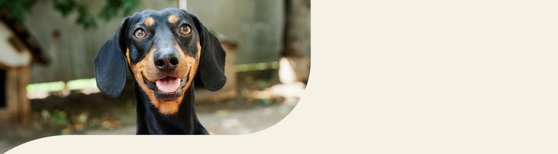 Dackel Info Banner