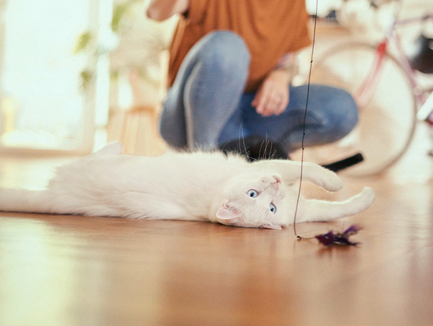 mera Sünden in der Katzenhaltung mera Sünden in der Katzenhaltung
