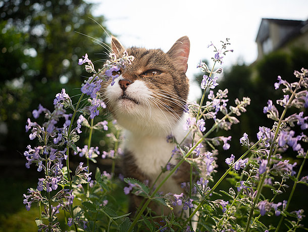 mera Ratgeber - Katzenminze mera Ratgeber - Katzenminze