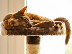 Kratzbaum für Katzen