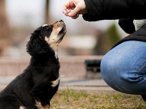 Welpe wird ein Leckerli hingehalten hunde und katzen gesunde ernährung