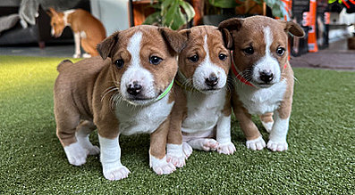 mera the Petfood Family Podcast Hundewelpen