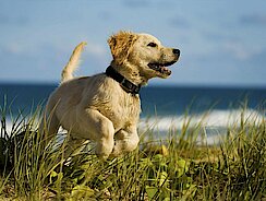 Blonder Labrador Welpe in den Dünen