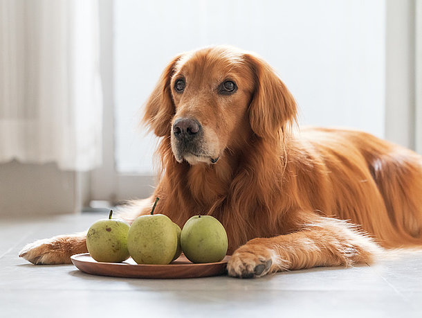 Hund liegt vor einem Tablett mit Birnen Hund liegt vor einem Tablett mit Birnen