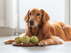 Hund liegt vor einem Tablett mit Birnen Hund liegt vor einem Tablett mit Birnen