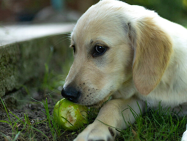 Hund frisst eine Birne auf einer Wiese Hund frisst eine Birne auf einer Wiese