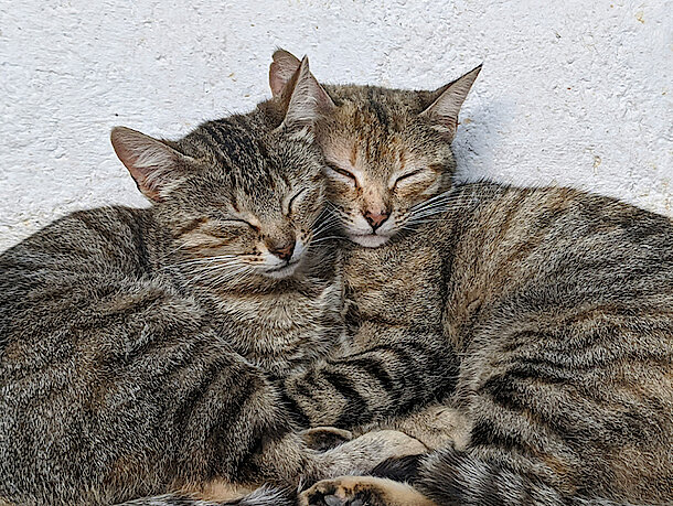 Zwei Katzen liegen kuschelnd Kopf an Kopf 