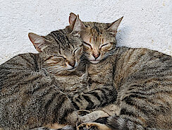 Zwei Katzen liegen kuschelnd Kopf an Kopf 