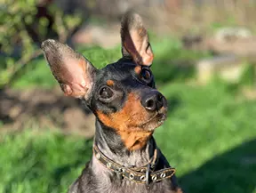 Hunderasse Deutscher Pinscher