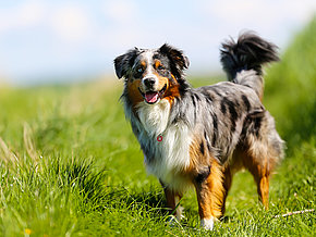 Hunderasse australian shepherd