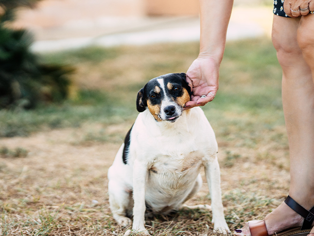 Übergewichtiger Hund Übergewichtiger Hund