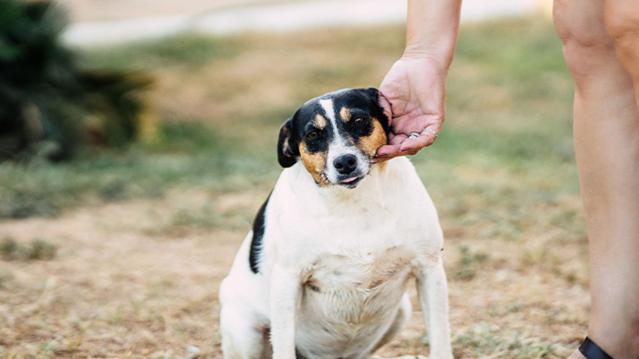 Übergewicht beim Hund - mera - The Petfood Family