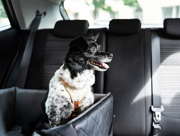 mera Petfood Family - Hunderatgeber Hunde im Auto