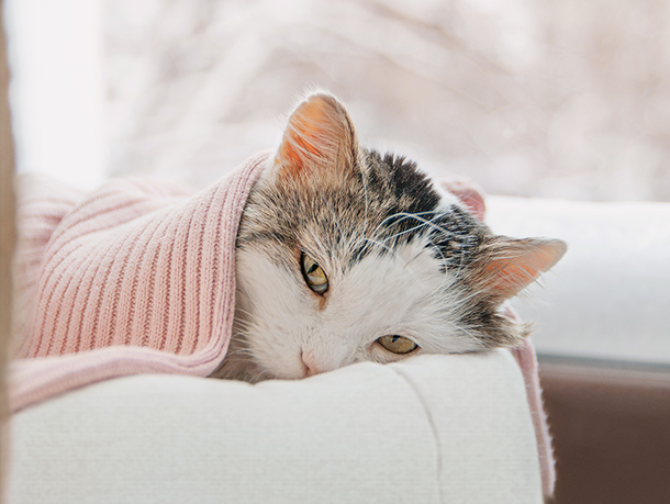 mera petfood katzenratgeber - katze frisst nicht mehr mera petfood katzenratgeber - katze frisst nicht mehr