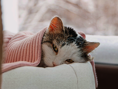 mera petfood katzenratgeber - katze frisst nicht mehr