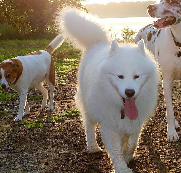 mera Hunderasse Samojede