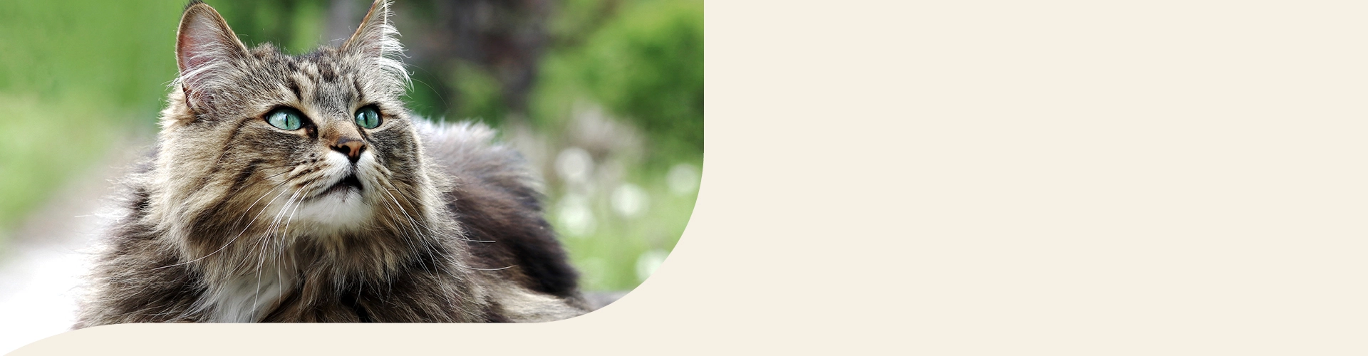 Norwegische Waldkatze Info Banner
