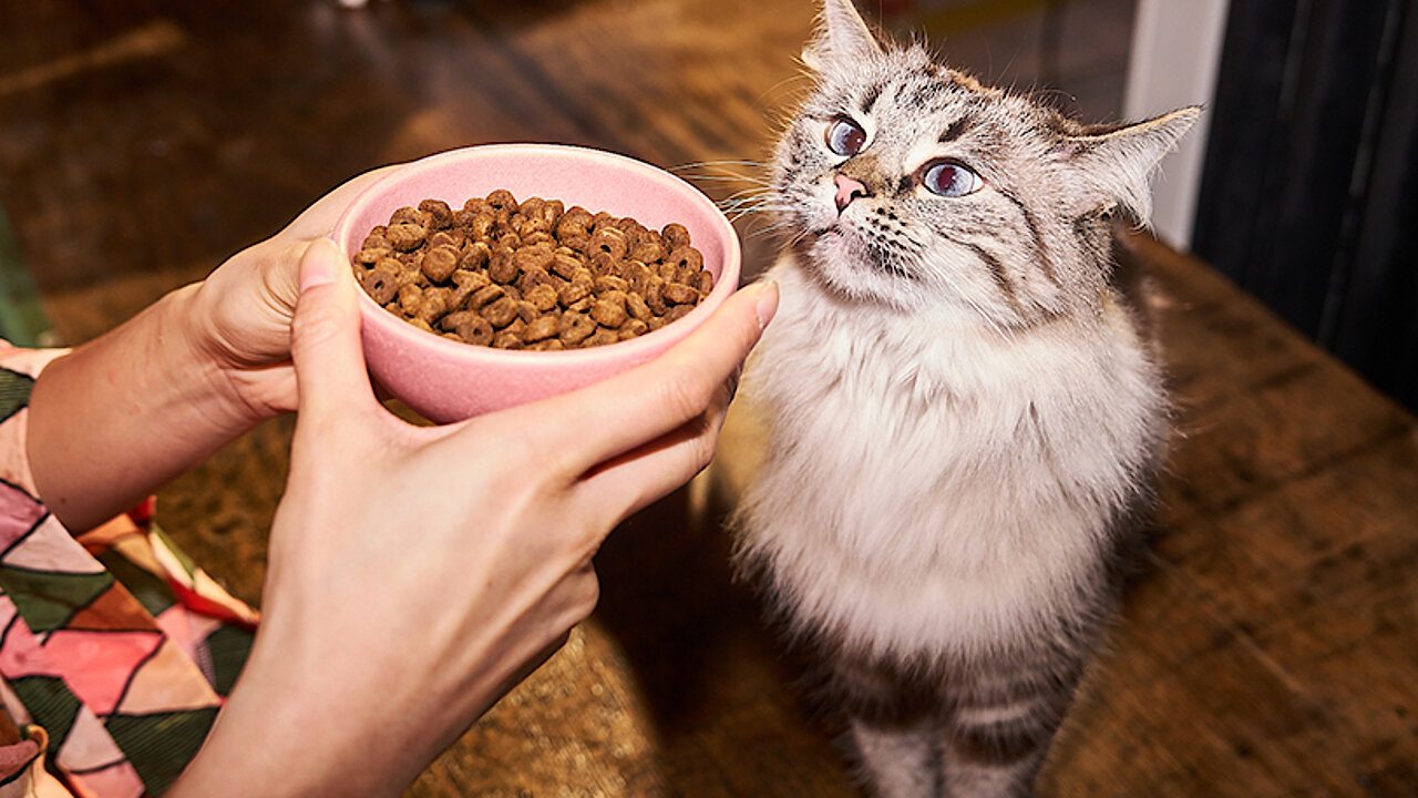 Katze frisst nur Trockenfutter  was tun? - mera - The Petfood Family
