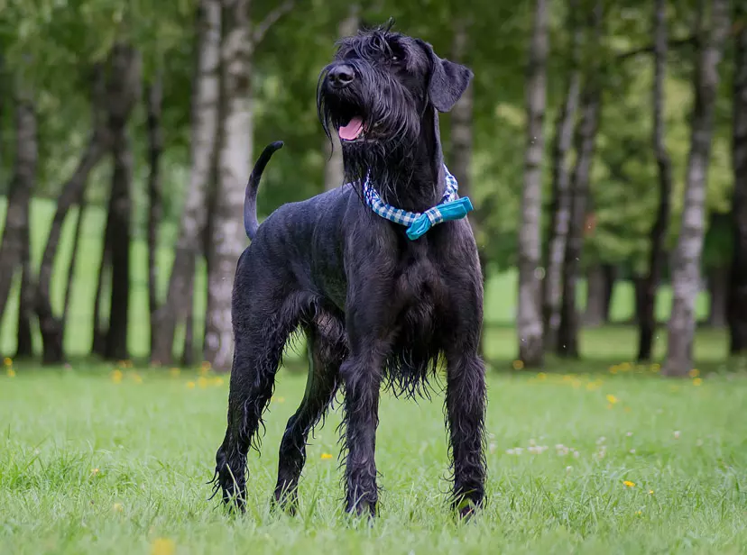 mera Hunderasse Riesenschnauzer mera Hunderasse Riesenschnauzer