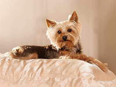 mera Hunderasse Yorkshire Terrier