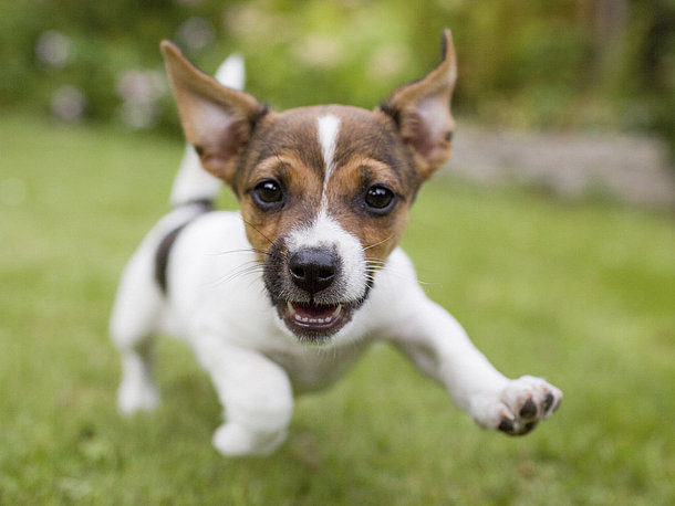 Großer Ratgeber rund um den Hundewelpen